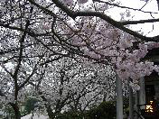 モアナコーストの桜